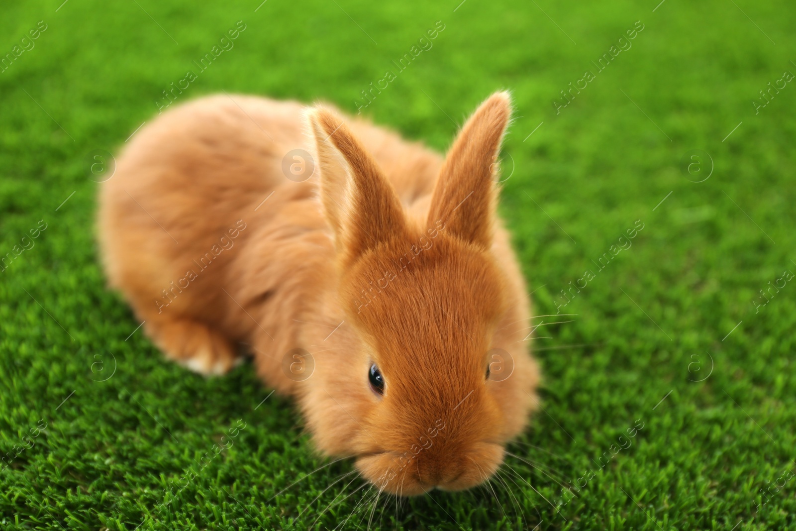 Photo of Adorable fluffy bunny on green grass, closeup. Easter symbol