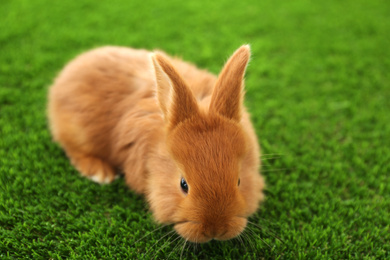 Adorable fluffy bunny on green grass, closeup. Easter symbol