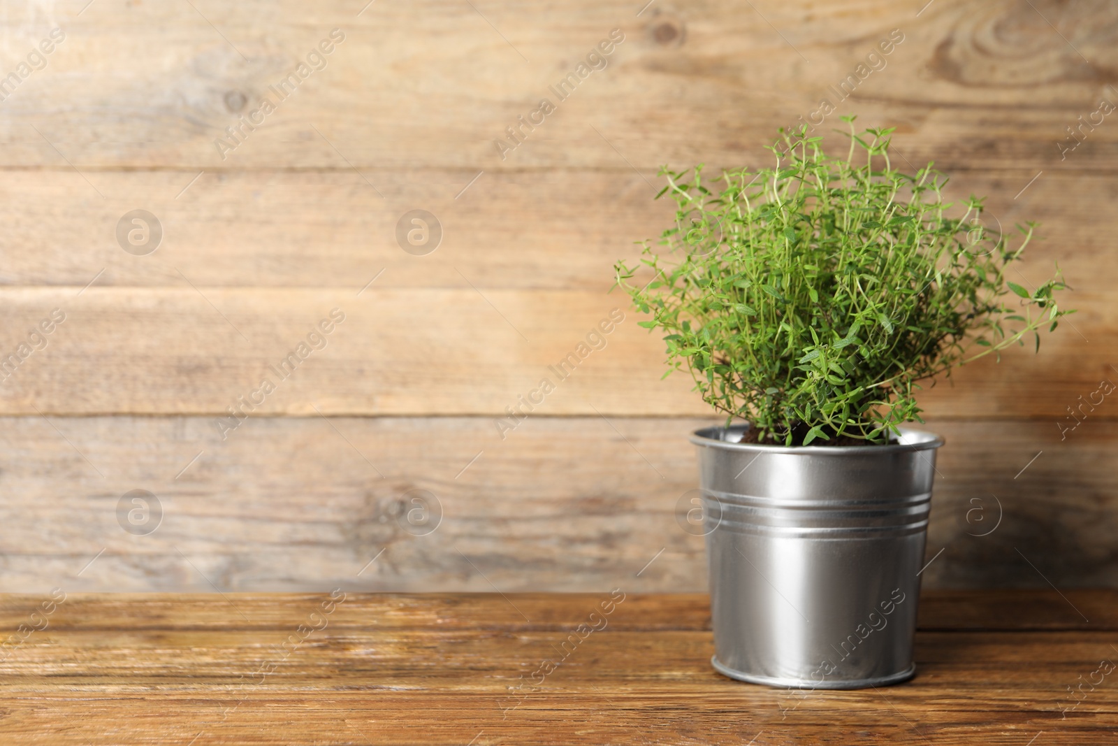 Photo of Aromatic potted thyme on wooden table. Space for text
