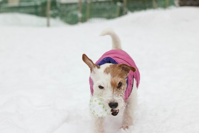 Photo of Cute Jack Russell Terrier with toy ball outdoors on snowy day