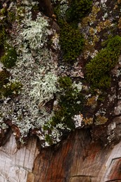 Beautiful tree bark with green moss as background, closeup