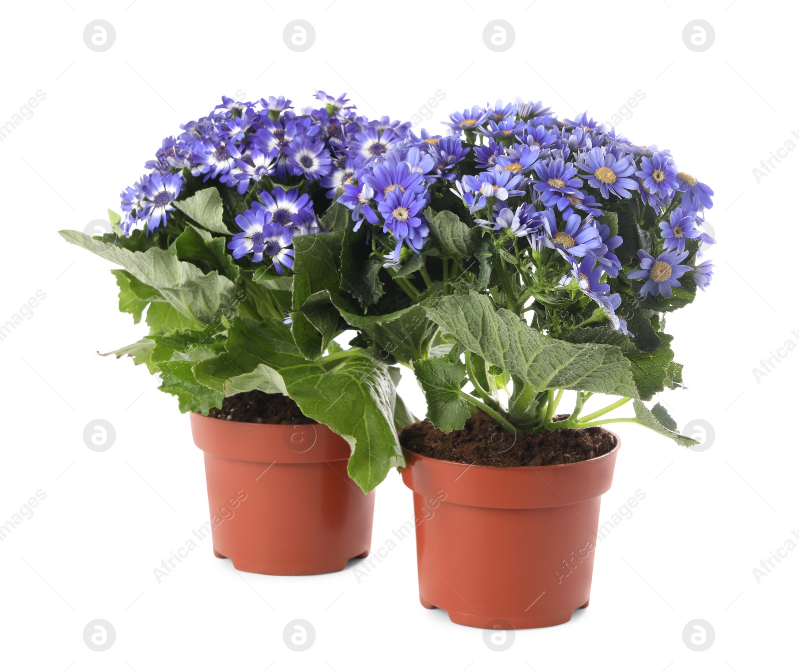 Photo of Beautiful purple cineraria plants in flower pots on white background