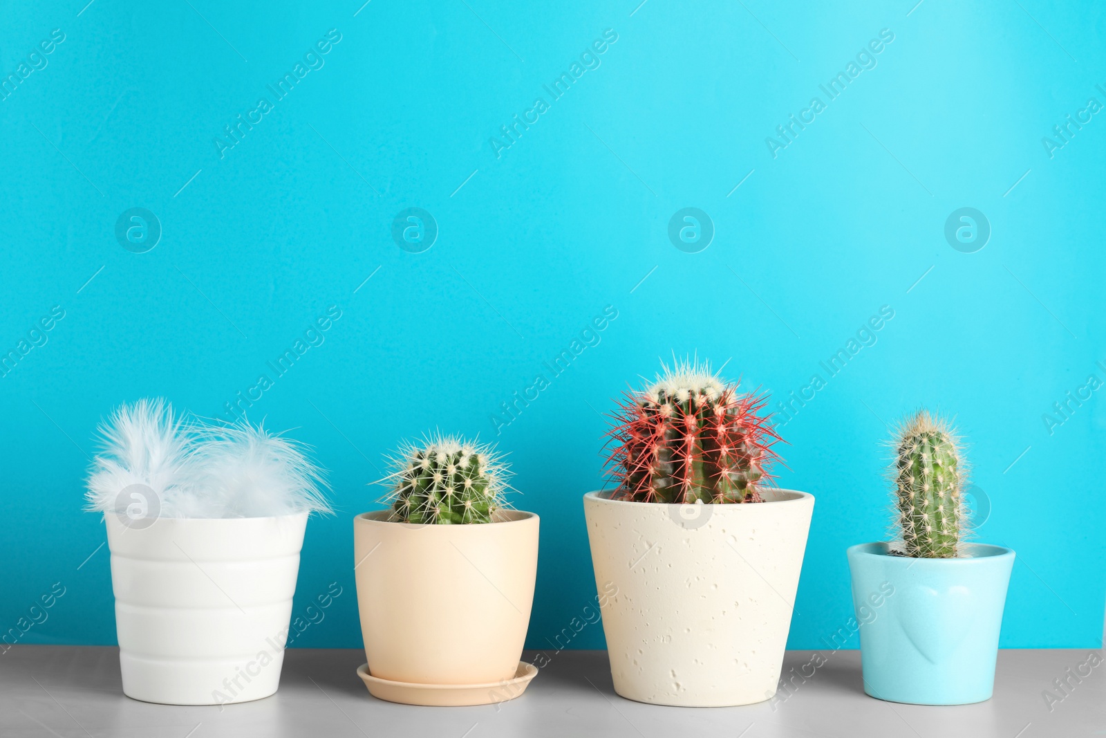 Photo of Pots with cacti and one with feathers on table against color background