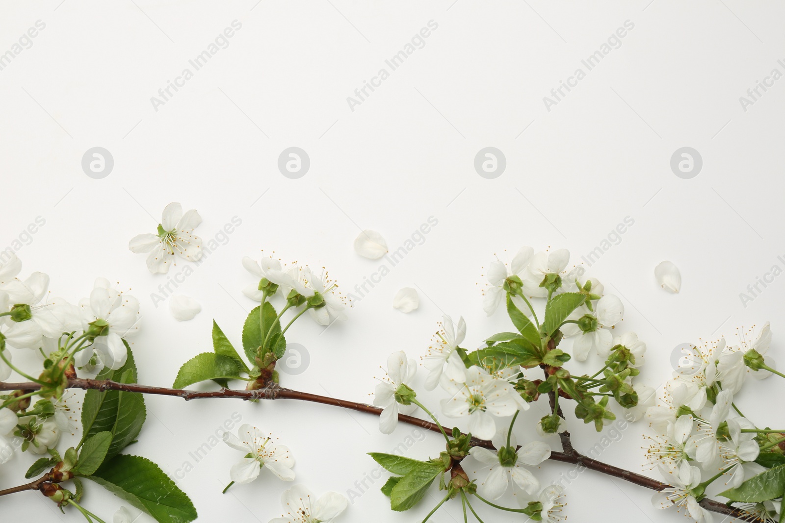 Photo of Spring tree branch with beautiful blossoms and petals on white background, flat lay. Space for text