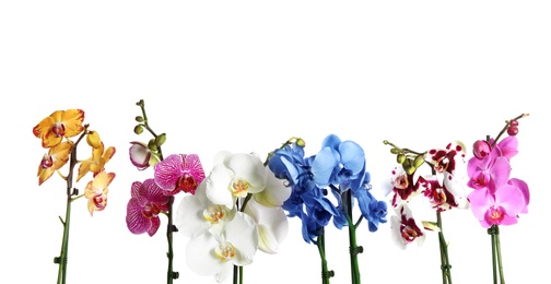 Beautiful tropical orchid flowers on white background