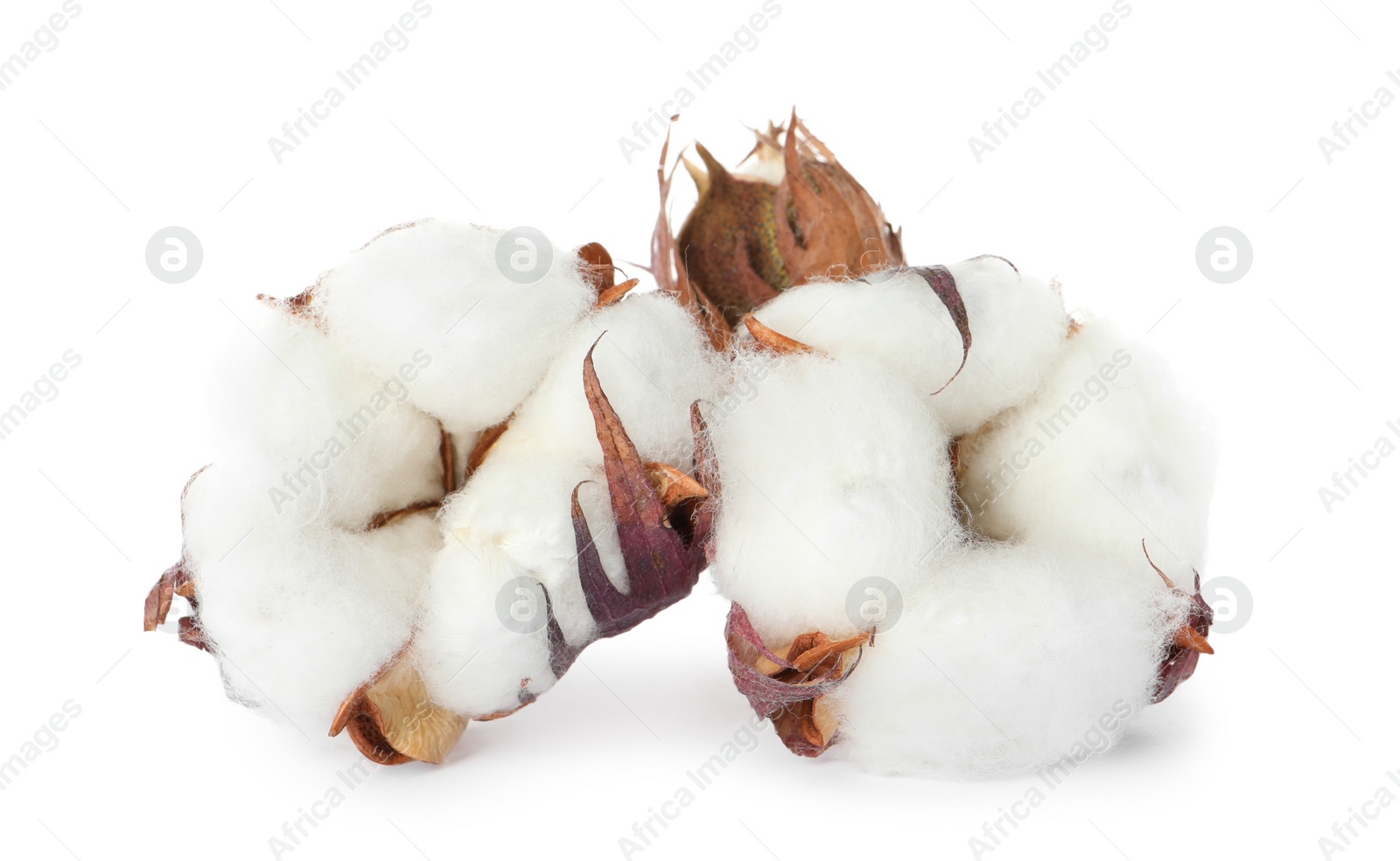 Photo of Beautiful fluffy cotton flowers on white background