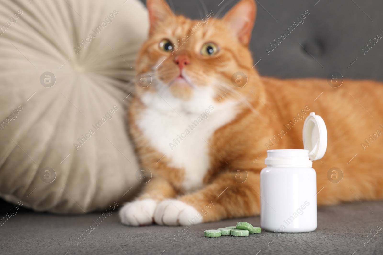 Photo of Cute ginger cat and vitamin pills on couch indoors, selective focus