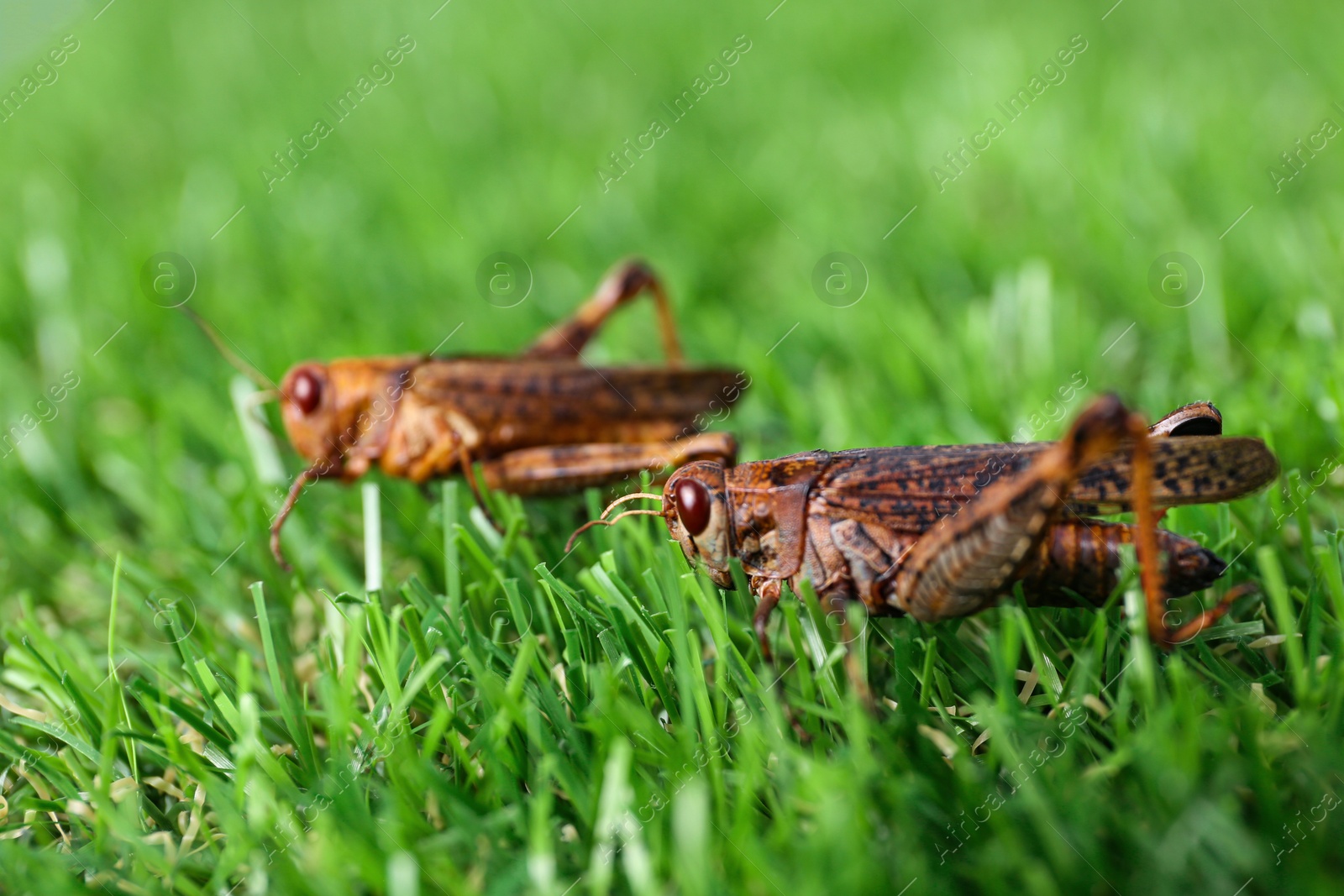 Photo of Brown grasshoppers on lawn outdoors. Wild insect