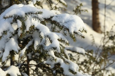 Photo of Fir branches covered with snow on winter day