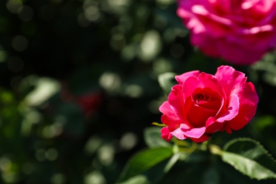 Photo of Beautiful rose in blooming garden on sunny day