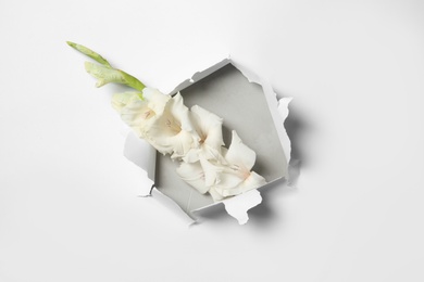 Photo of Composition with beautiful gladiolus flowers and torn paper
