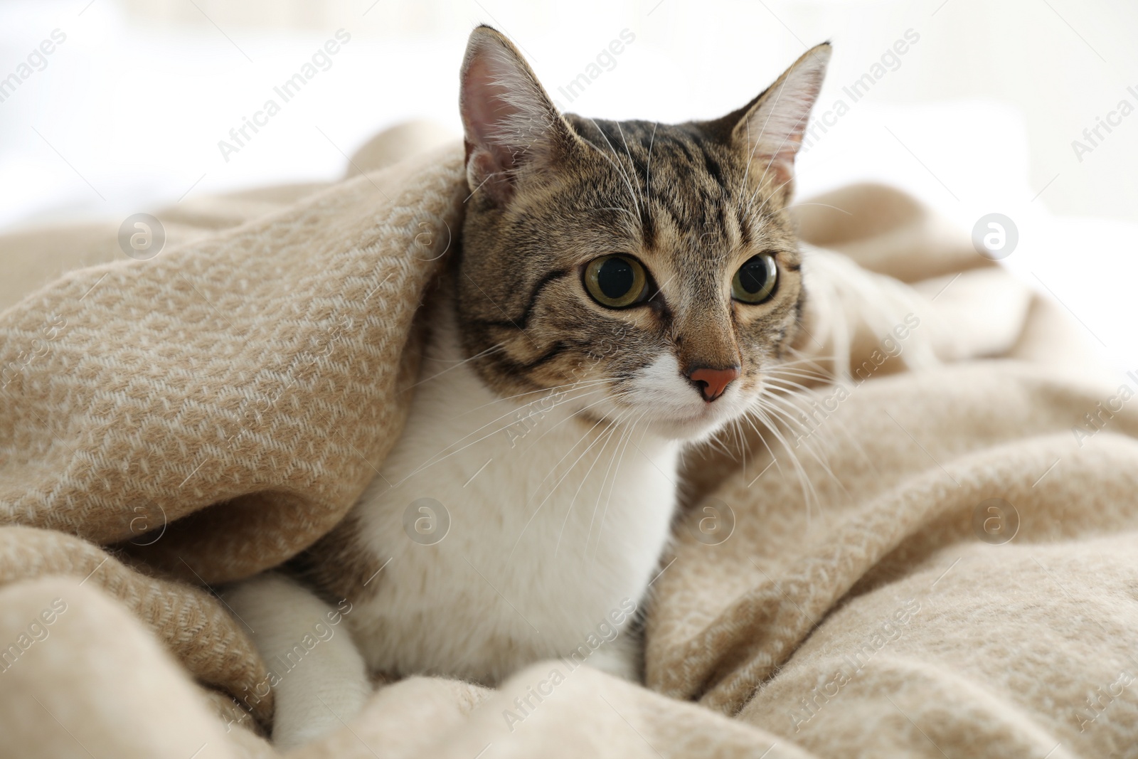 Photo of Adorable cat under plaid on bed at home, closeup