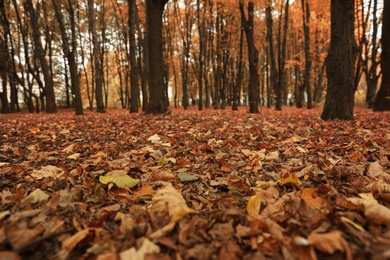 Beautiful view of forest on autumn day