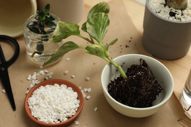 Exotic house plant in soil and small stones on table
