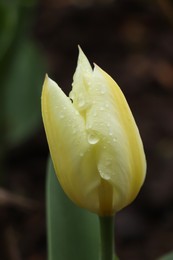 Photo of Beautiful fresh tulip with water drops outdoors on spring day, closeup