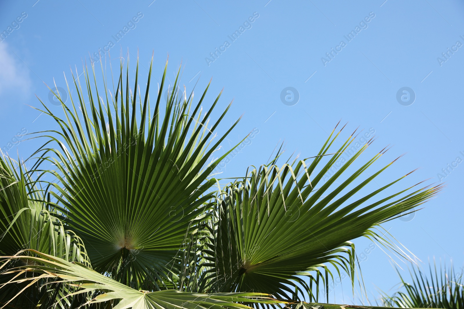 Photo of Beautiful view of palm branches on sunny summer day