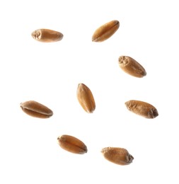 Photo of Dry golden wheat grains on white background