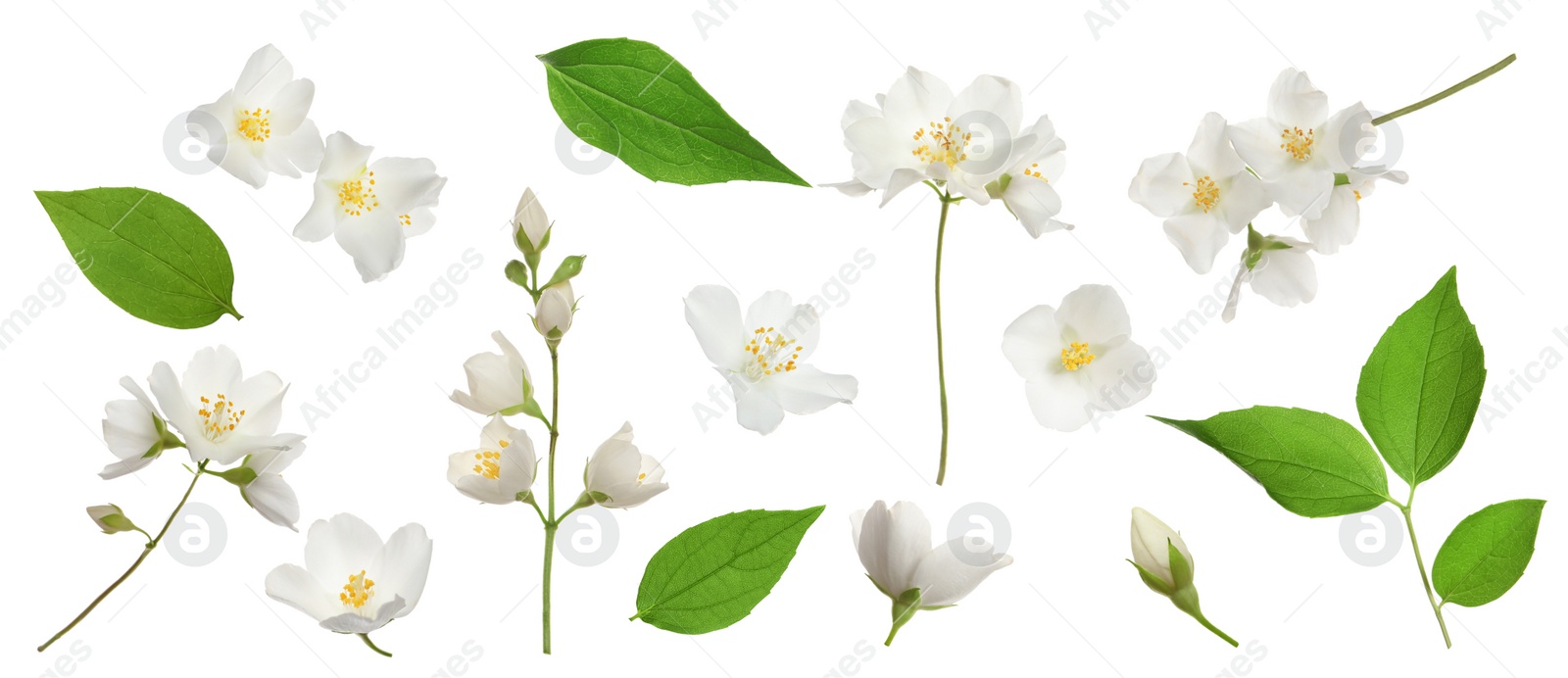 Image of Set with beautiful tender jasmine flowers and green leaves on white background. Banner design 