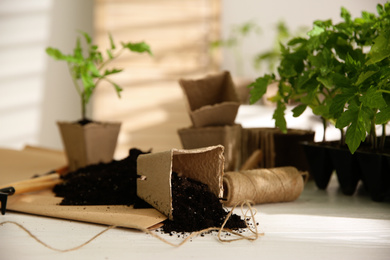 Green tomato seedlings, peat pots, rope and soil on white table