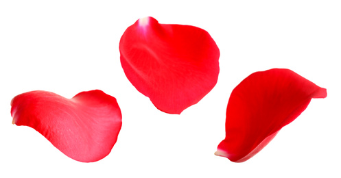 Fresh red rose petals on white background