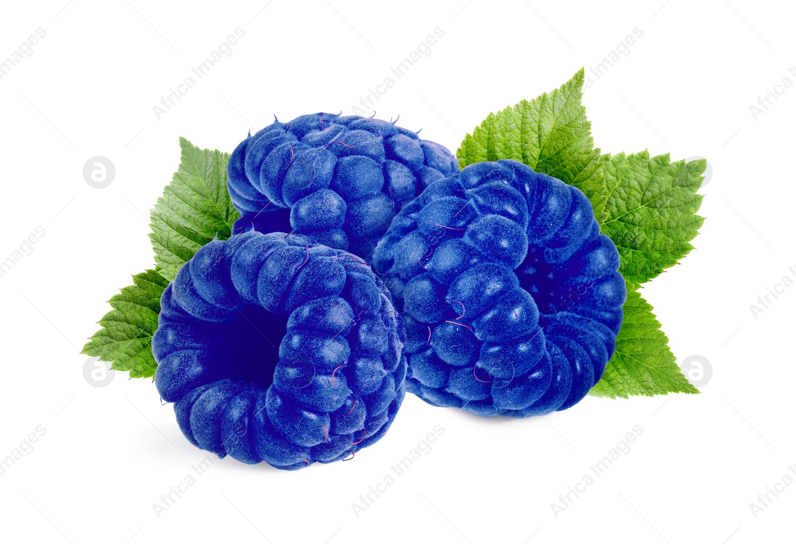 Image of Many fresh blue raspberries and green leaves isolated on white