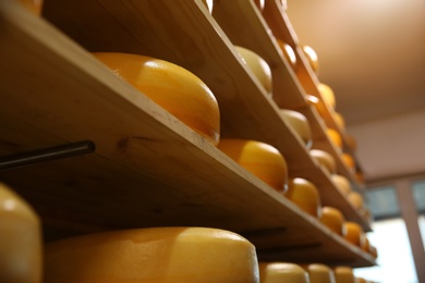 Fresh cheese heads on rack in factory warehouse, closeup