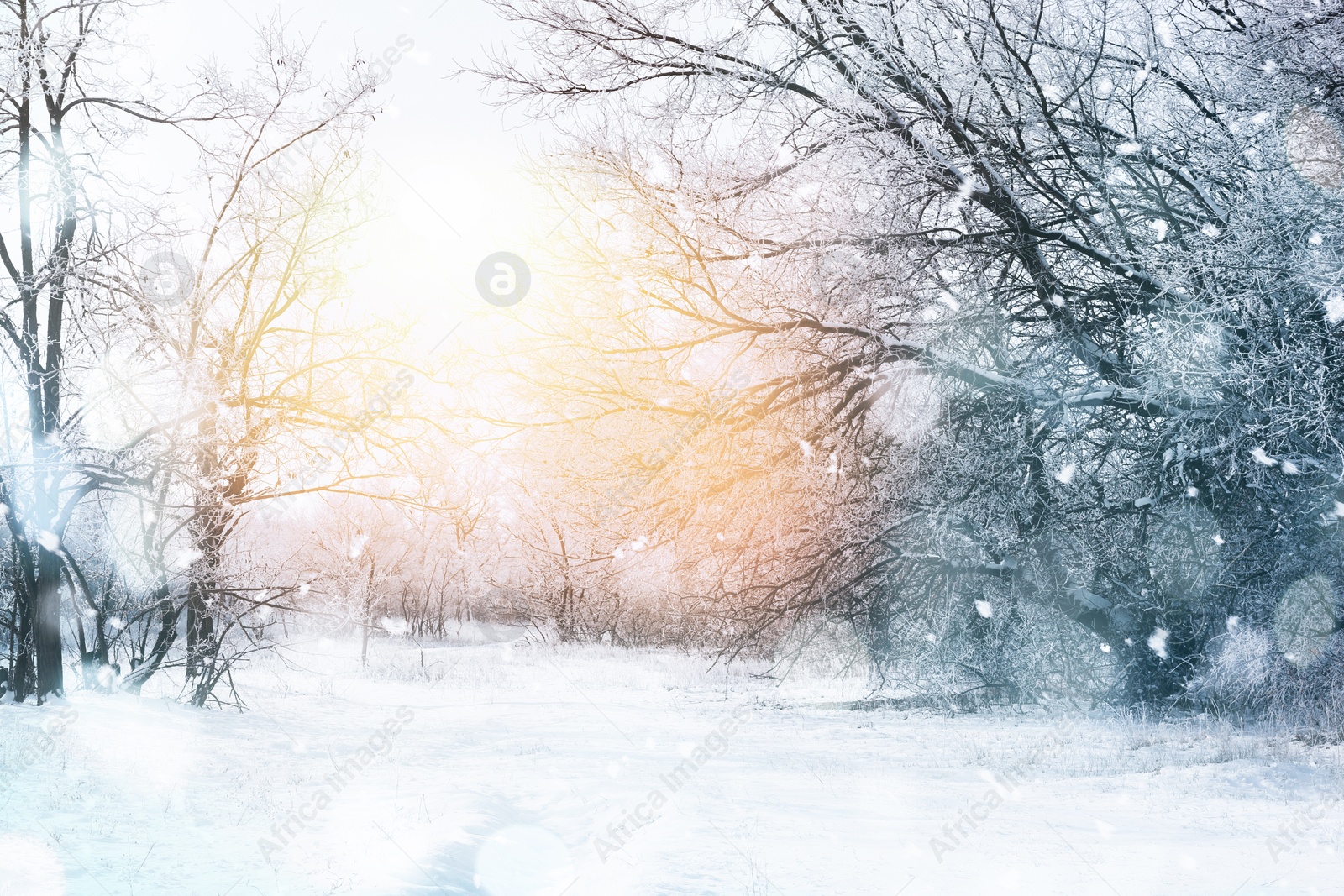 Image of Beautiful forest covered with snow on sunny day