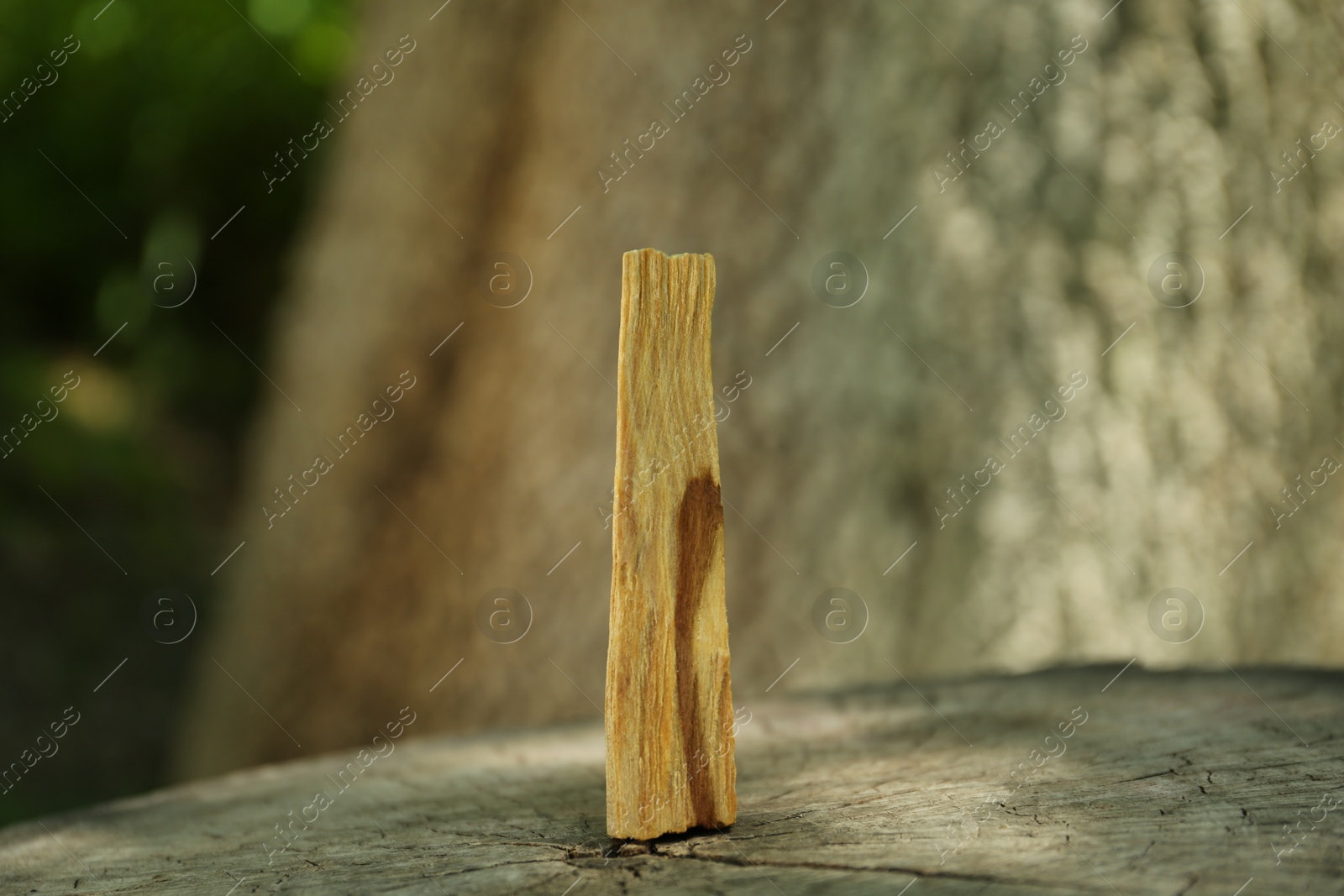 Photo of Palo santo stick on wooden stump outdoors