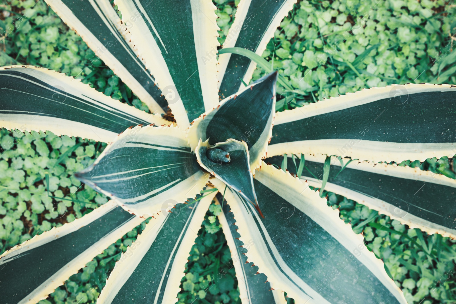 Photo of American aloe with beautiful leaves growing outdoors, top view. Tropical plant