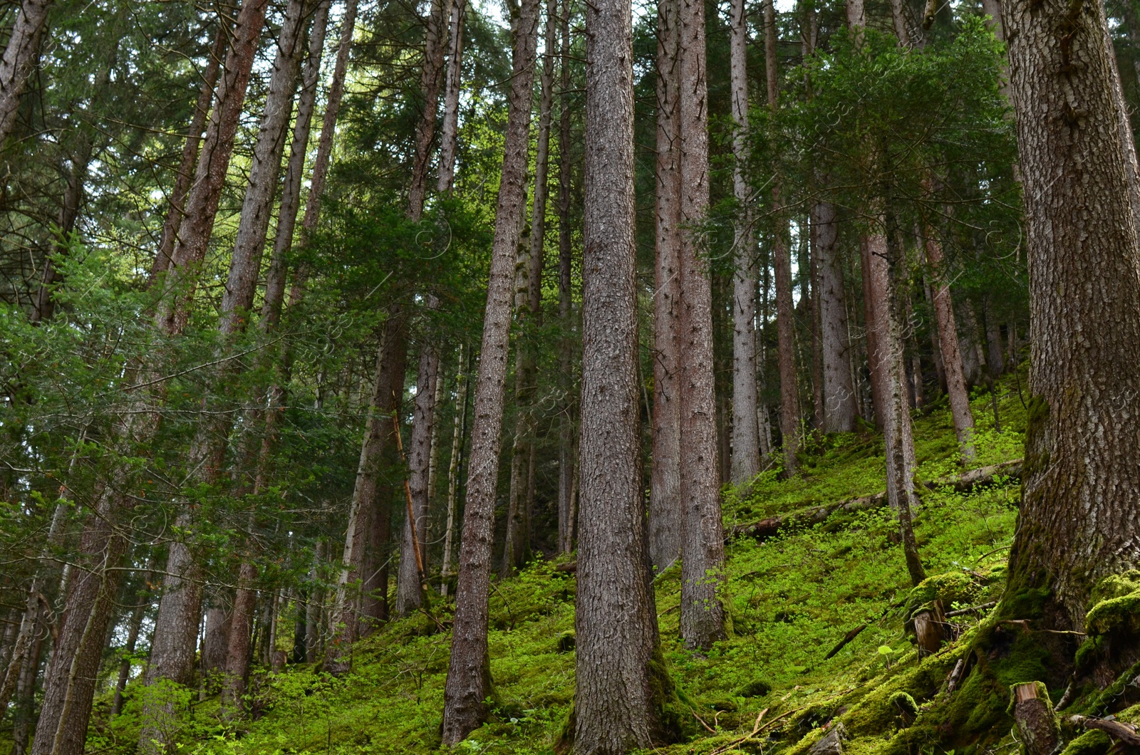 Photo of Many trees and moss on ground in forest, low angle view