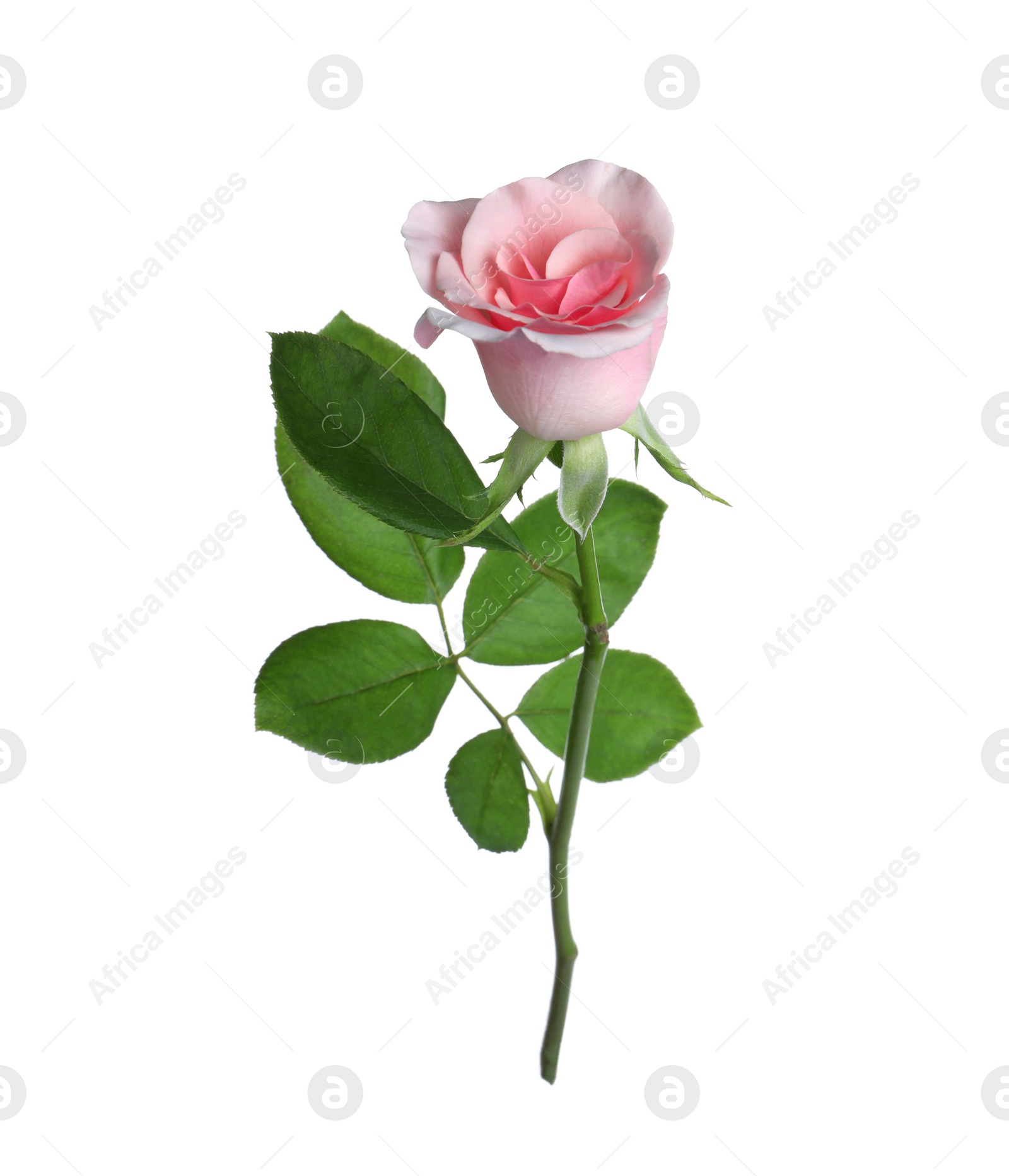 Photo of Blooming pink rose isolated on white. Beautiful flower