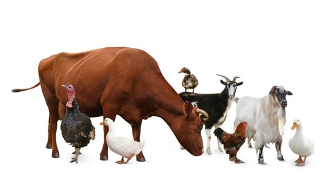 Image of Group of different farm animals on white background 