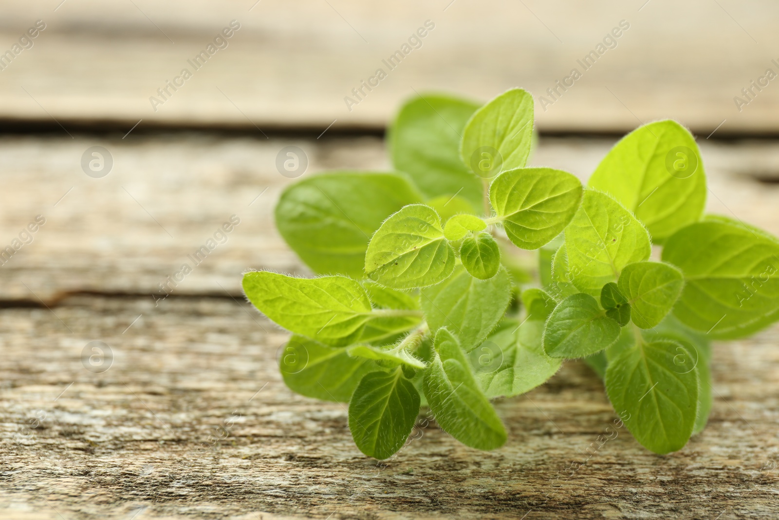 Photo of Sprigs of fresh green oregano on wooden table, closeup