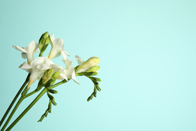 Photo of Beautiful freesia flowers on light blue background. Space for text