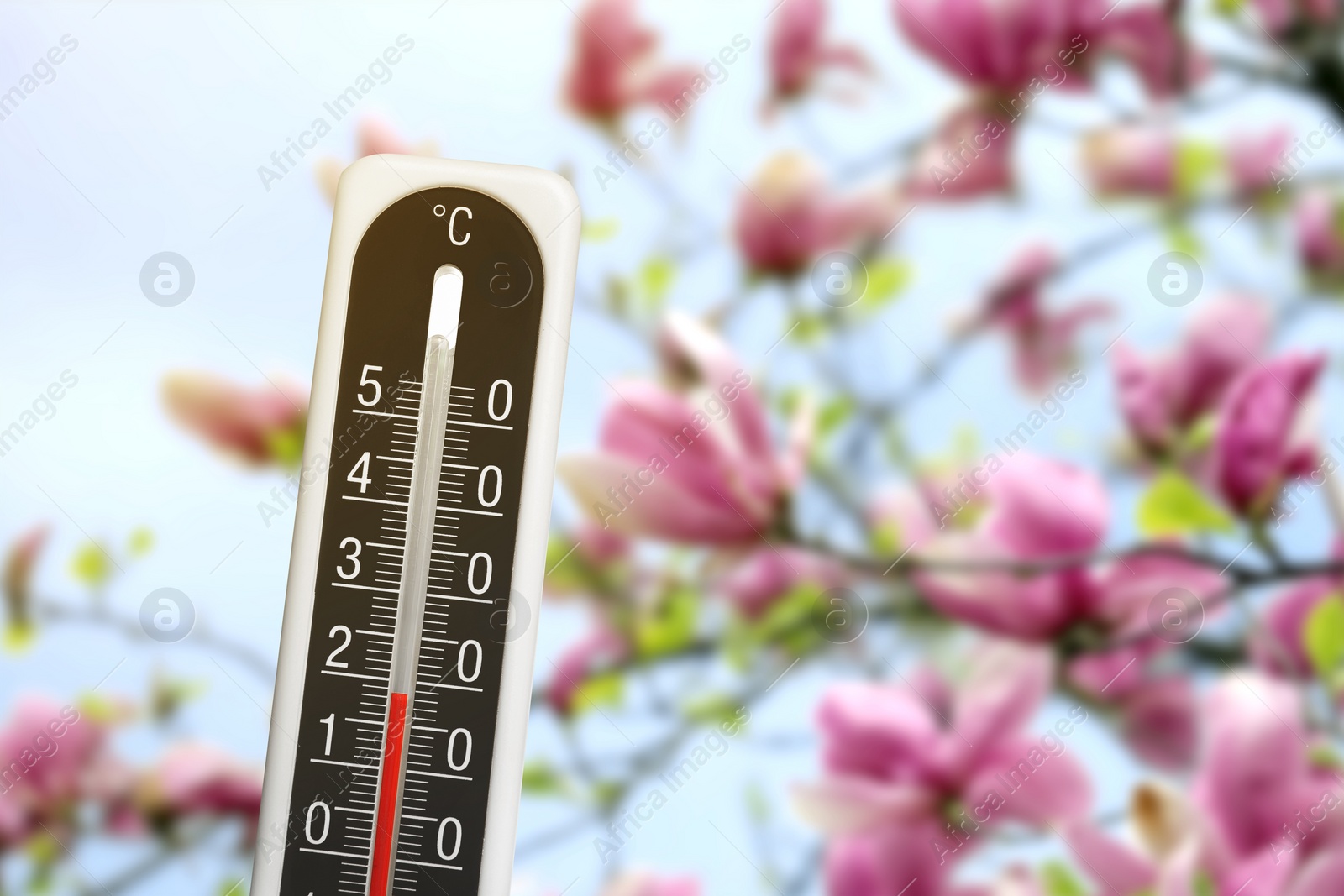 Image of Thermometer and blossoming sakura tree outdoors. Temperature in spring