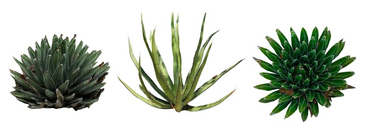 Image of Set with different beautiful agave on white background. Banner design