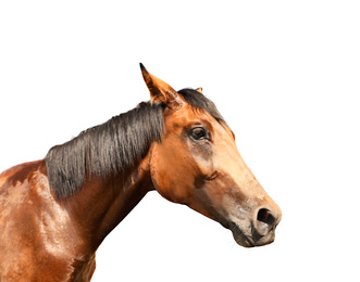 Closeup view of bay horse isolated on white. Beautiful pet  