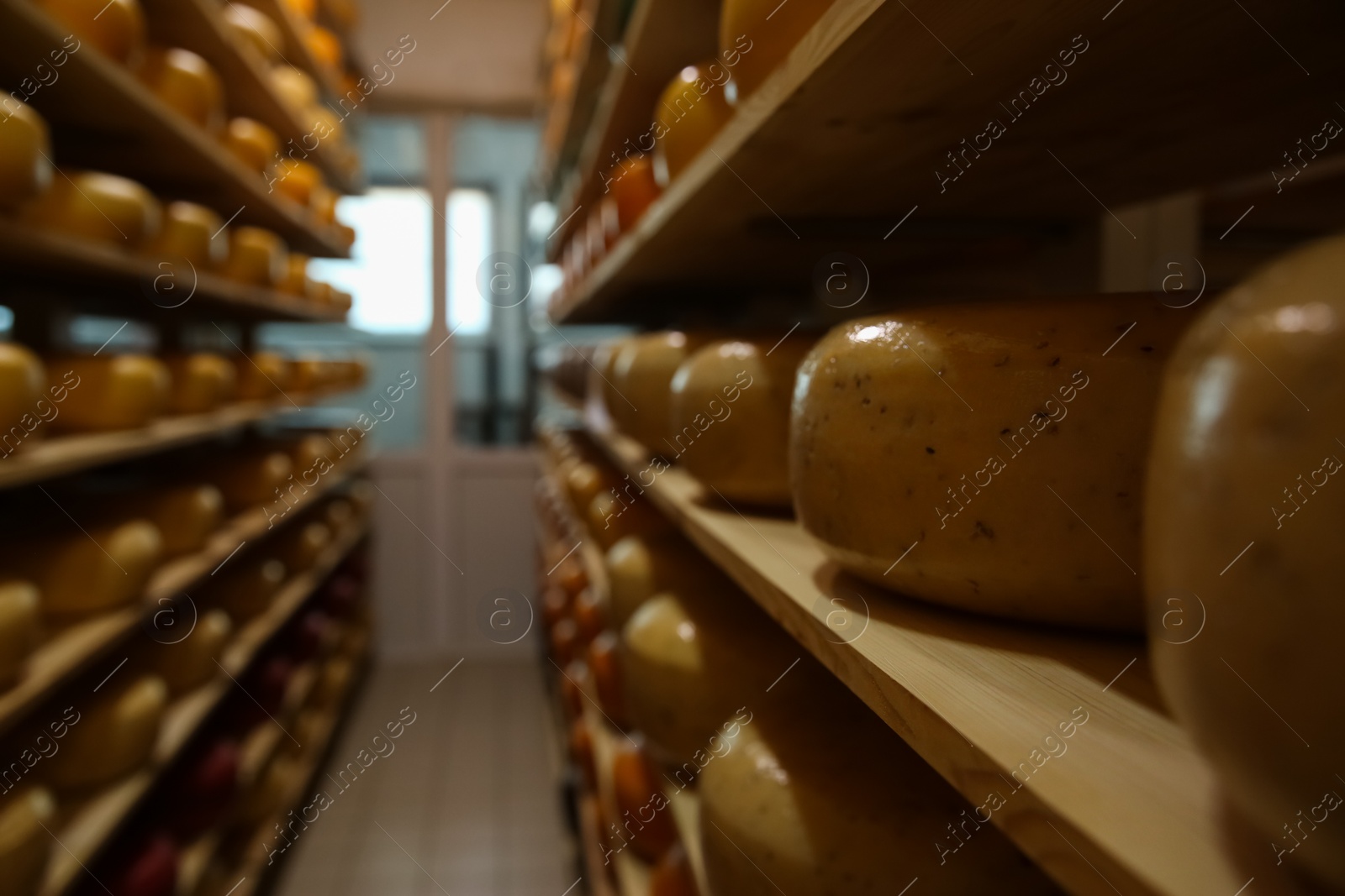 Photo of Fresh cheese heads on rack in factory warehouse, closeup