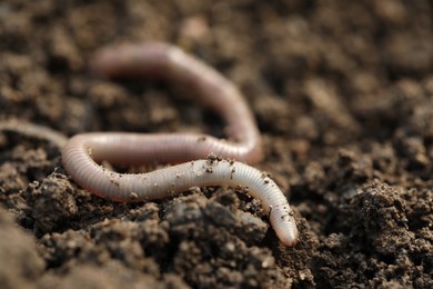 One worm on wet soil, closeup. Terrestrial invertebrates