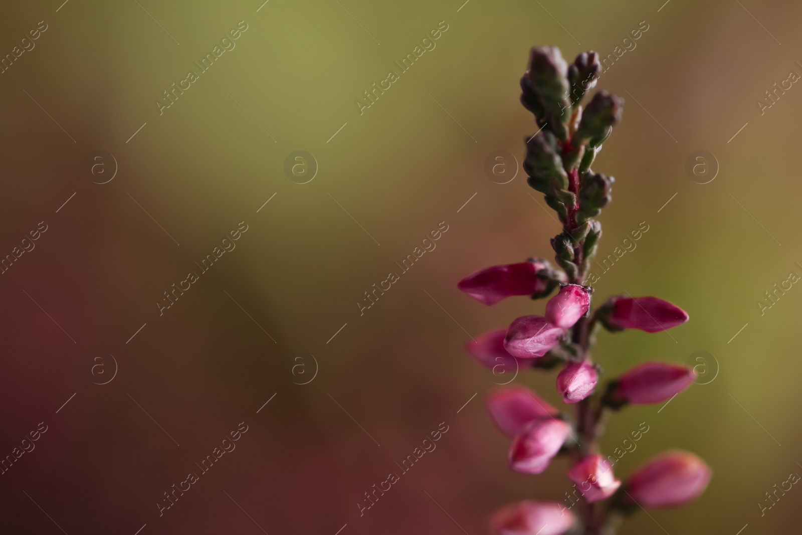 Photo of Heather twig with beautiful flowers on blurred background, closeup. Space for text