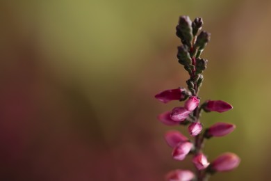 Photo of Heather twig with beautiful flowers on blurred background, closeup. Space for text