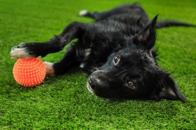 Cute dog with ball on green grass