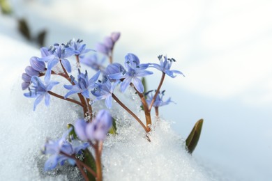 Beautiful lilac alpine squill flowers growing through 
snow outdoors, closeup