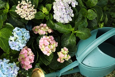 Photo of Watering can near beautiful blooming hortensia plants in garden