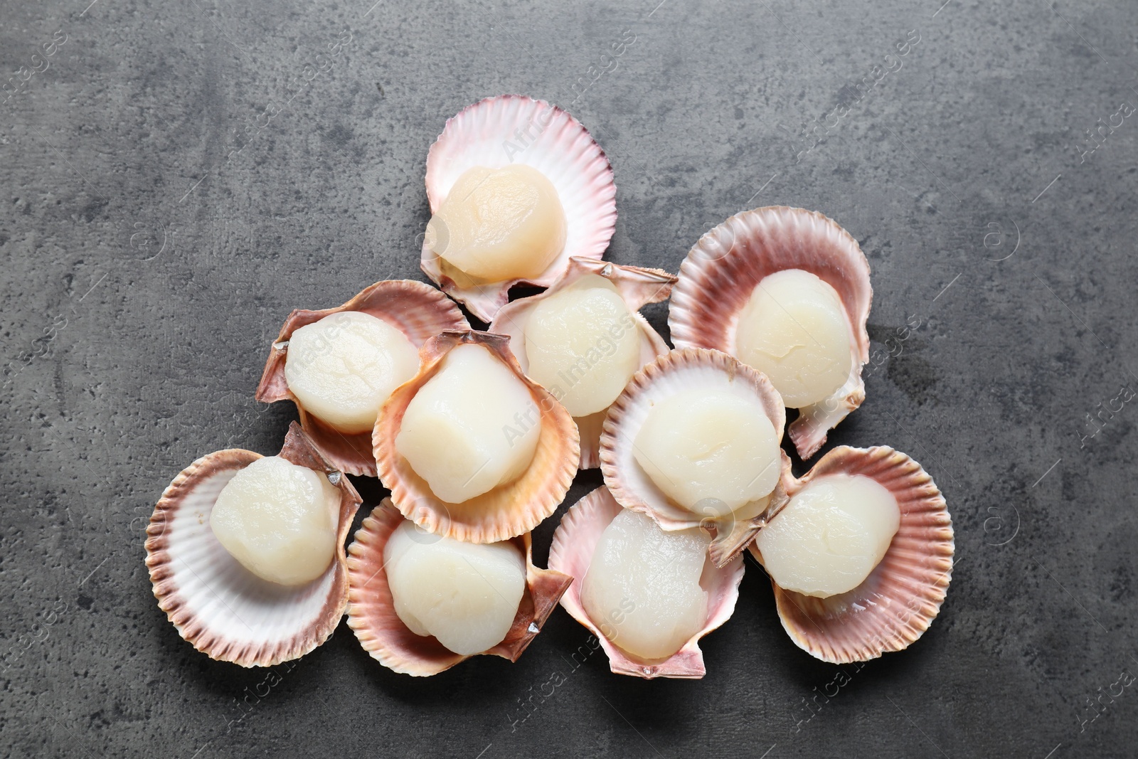 Photo of Many fresh raw scallops in shells on grey table, flat lay