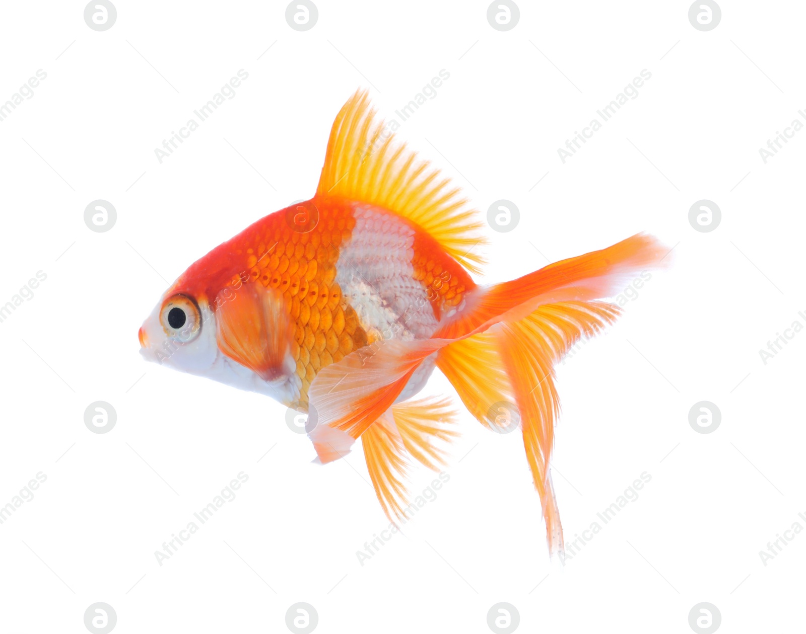 Photo of Beautiful bright small goldfish isolated on white