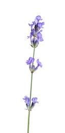 Photo of Beautiful blooming lavender flower isolated on white
