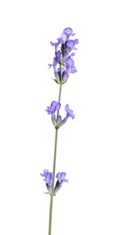 Beautiful blooming lavender flower isolated on white