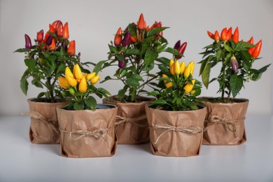 Photo of Capsicum Annuum plants. Many potted multicolor Chili Peppers on light grey background