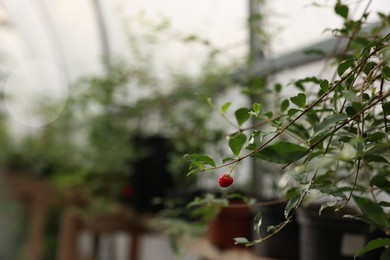 Photo of Beautiful Malpighia glabra plant growing in greenhouse, space for text